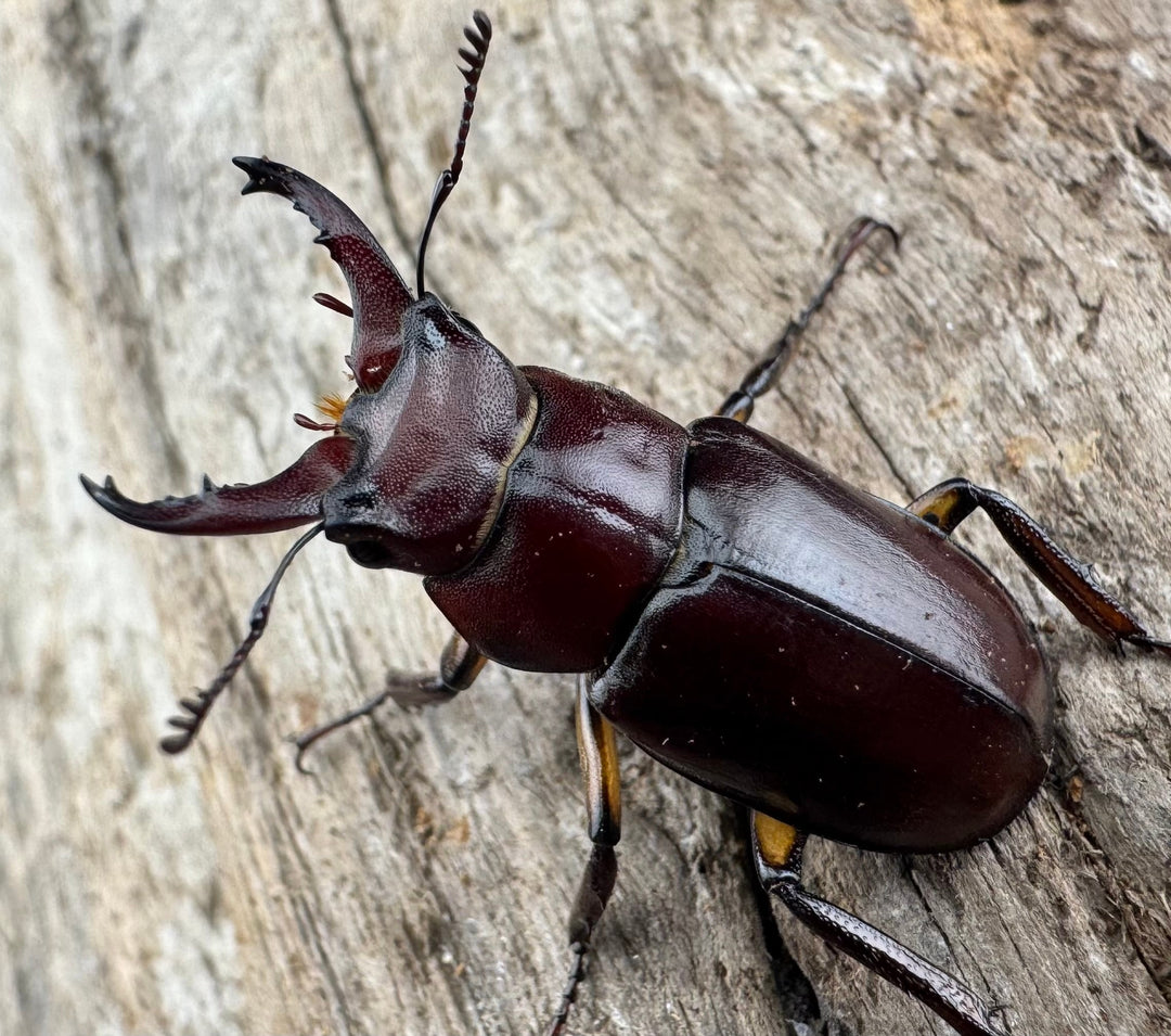 【WD】2021年新種《モーミヤマクワガタ 28mm ペア》