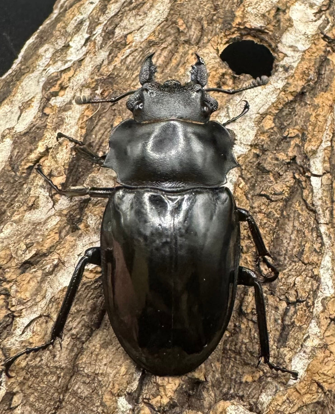 【WD】《ベリコサツヤクワガタ 80mm ペア》