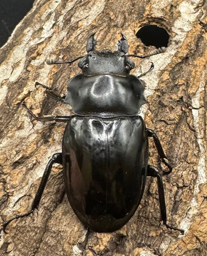 【WD】《ベリコサツヤクワガタ 80mm ペア》