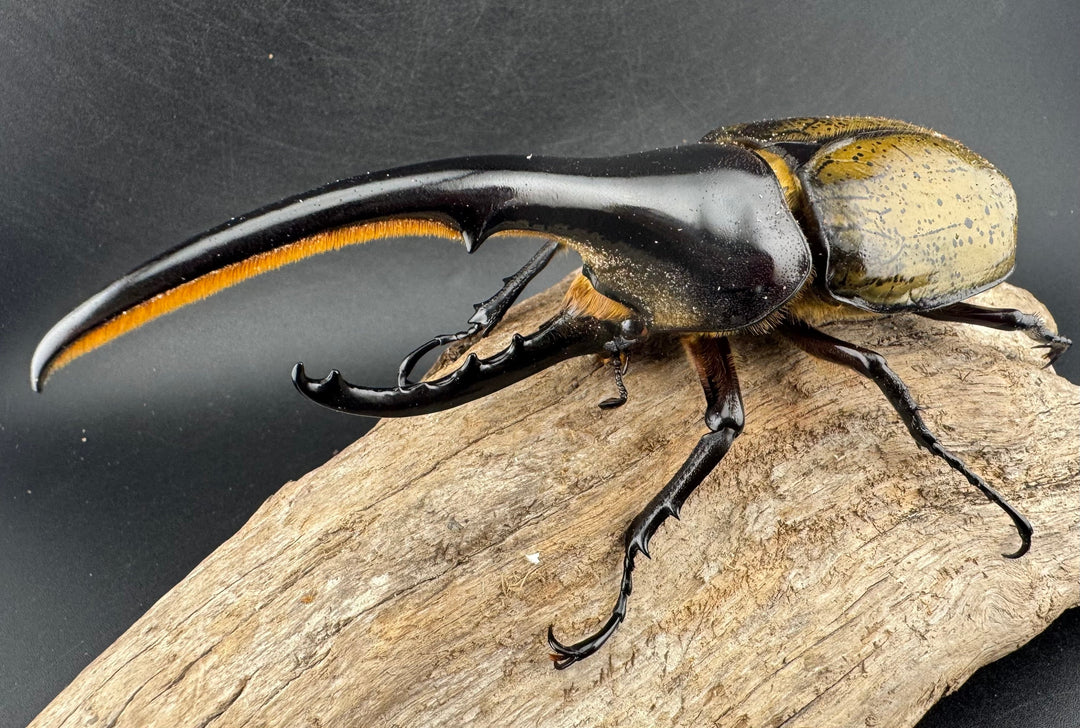 《ヘラクレス・ヘラクレス 143mm ペア》