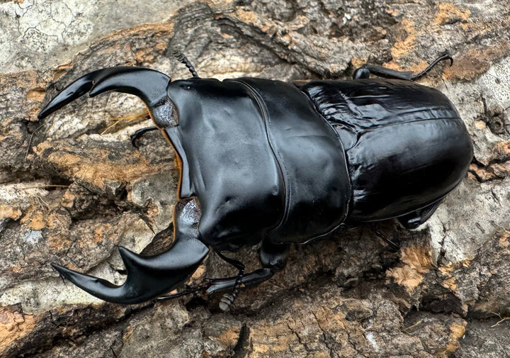 《インドアンタエウス タイガーヒル産 74mm ペア》