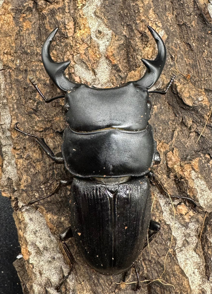 【WD】《パラワンパリーオオクワ 59mmペア》