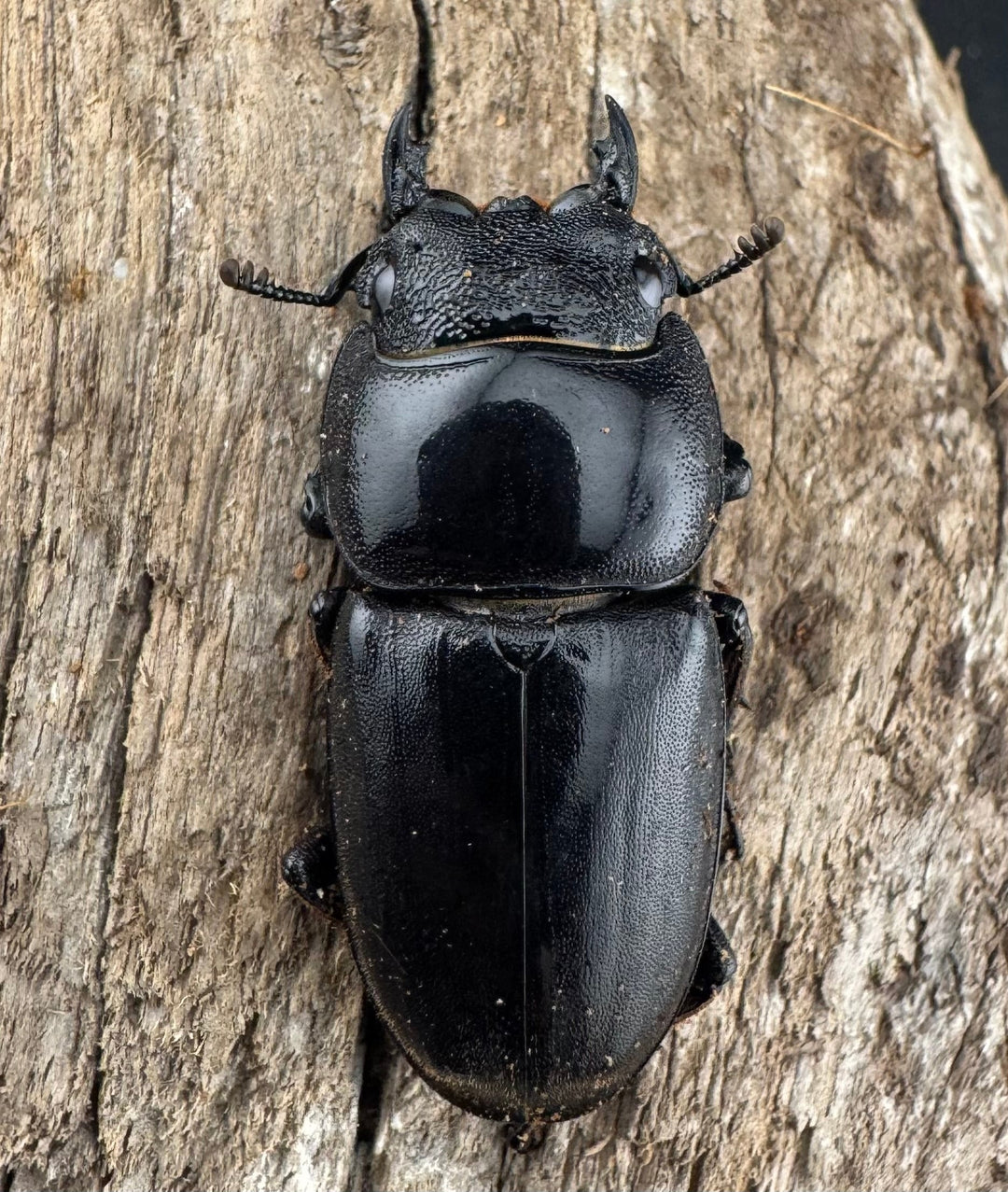 【WD】《スマトラオオヒラタ アチェ産 73mm ペア》