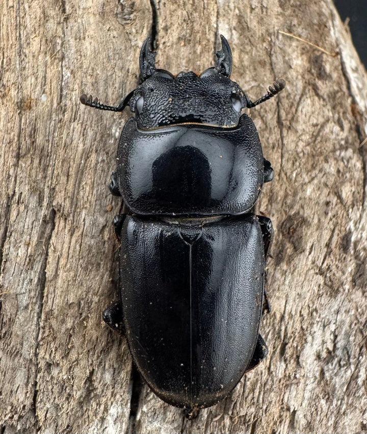 【WD】《スマトラオオヒラタ アチェ産 73mm ペア》