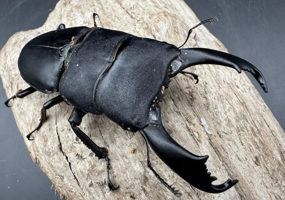 【WD】《西ペレンヒラタ（スラウェシオオヒラタ） 90.5mm ペア》