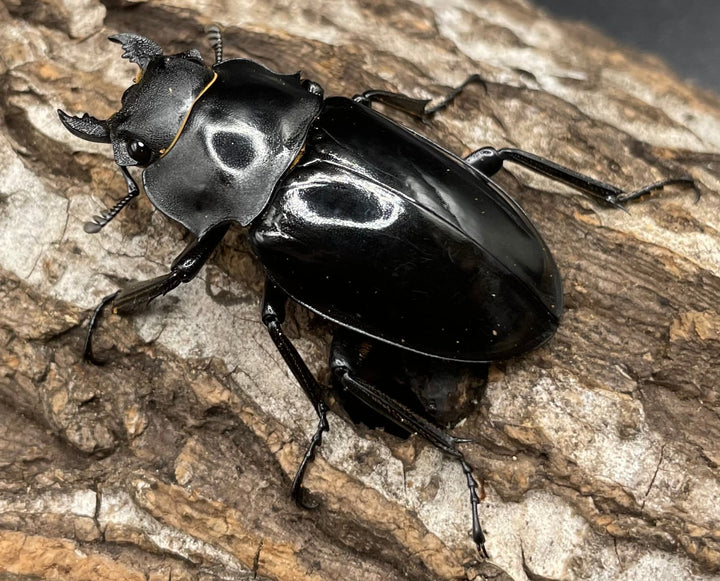 【WD】大型大歯《インターメディアツヤクワガタ 90mmUP ペア》