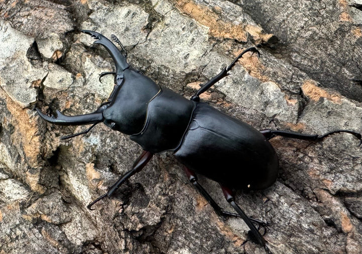 【WD】《アカアシクワガタ 山梨県産 ペア》