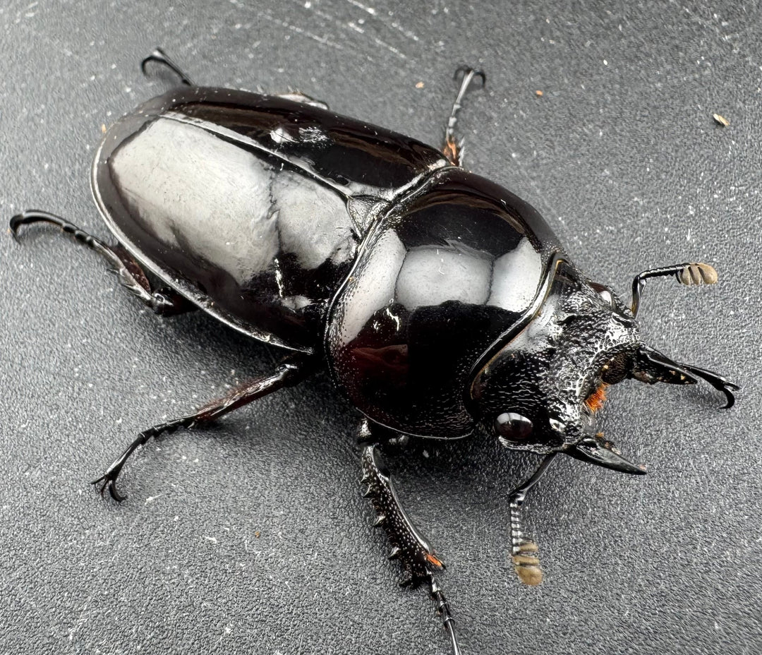 【赤目】《赤レギウスオオツヤクワガタ 魔閃紅血統 46mm ♀単》inohiro109氏ブリード個体