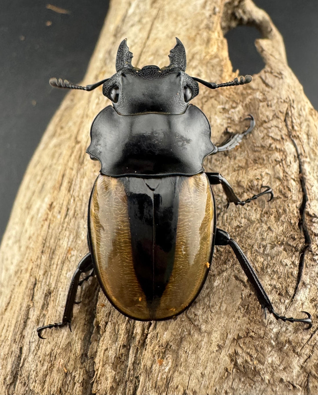 【WD】《ルデキンツヤクワガタ 73.5mm ペア》