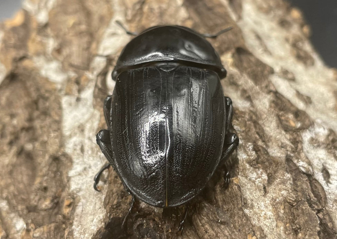 《ホペイオオクワガタ OMG血統 74mm ペア》