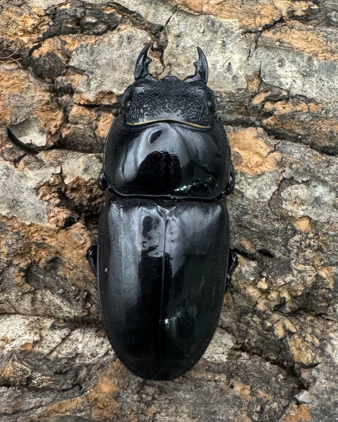 【WD】新産地《パラワンオオヒラタクワガタ ロハス産 90.5mm ペア》