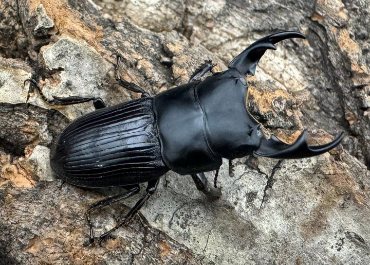 【F0】《カントンネブト 29mm ペア》