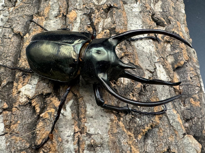 【WD】良型《ミンダナオアトラスオオカブト 94mm ペア》