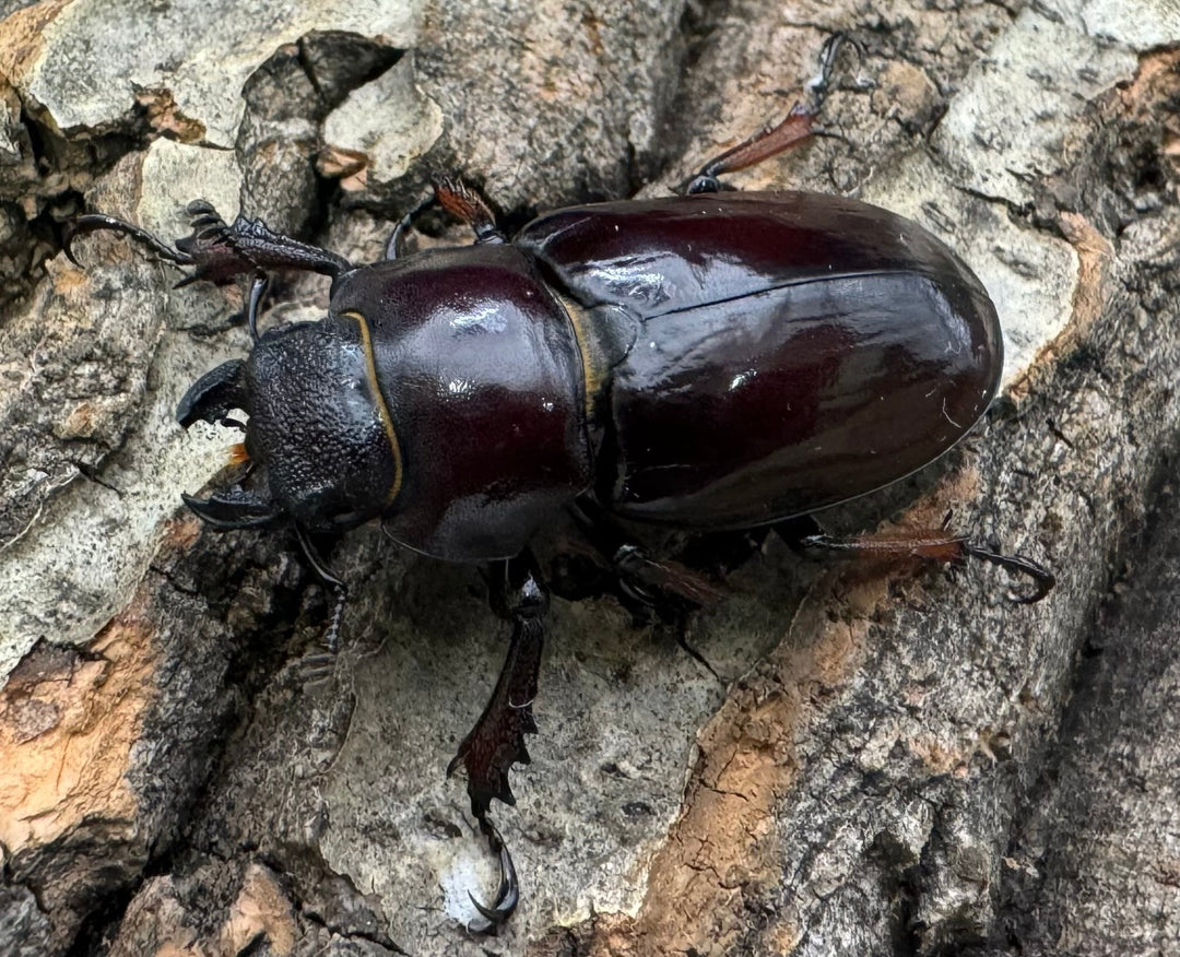 【WD】《イミタトールミヤマ（イミテーターミヤマ） 大型 ペア》