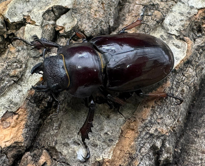 【WD】《イミタトールミヤマ（イミテーターミヤマ） 大型 ペア》