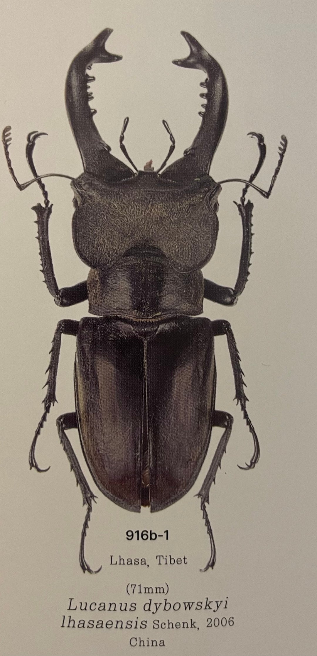 【WD】《ラサミヤマ（チョウセンミヤマ亜種lhasaensis） ♀単》