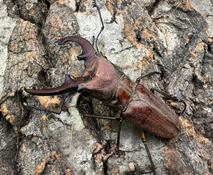 【WD】《ズベールホソアカ イロコスノルテ産 50mm ペア》