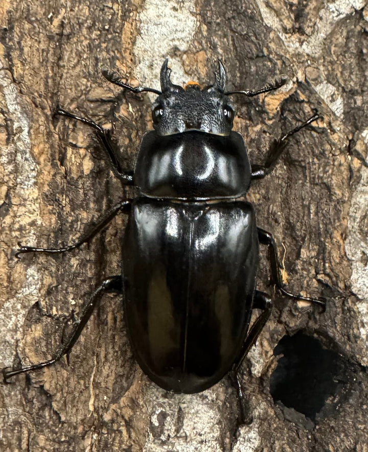 【WD】《ギラファノコギリ亜種ボロブドゥール 88mm ペア》