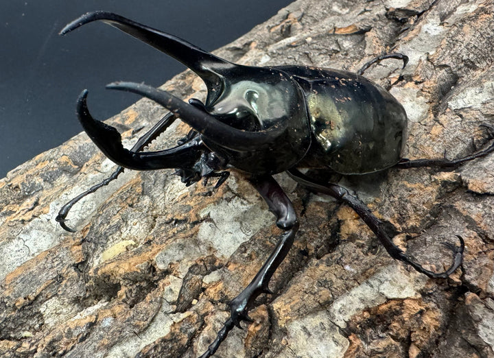 【WD】《ミンダナオアトラスオオカブト 95mm ペア》