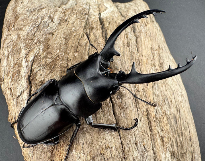 【WD】《フォルフィクラノコギリ原名亜種（マルバネノコギリ） 貴州省産 69mm ♂♀♀トリオ》