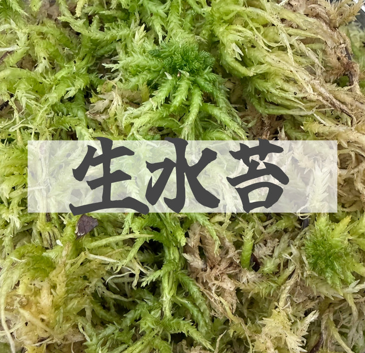 【2L】国産 摘み立て生水苔（生きた水苔）