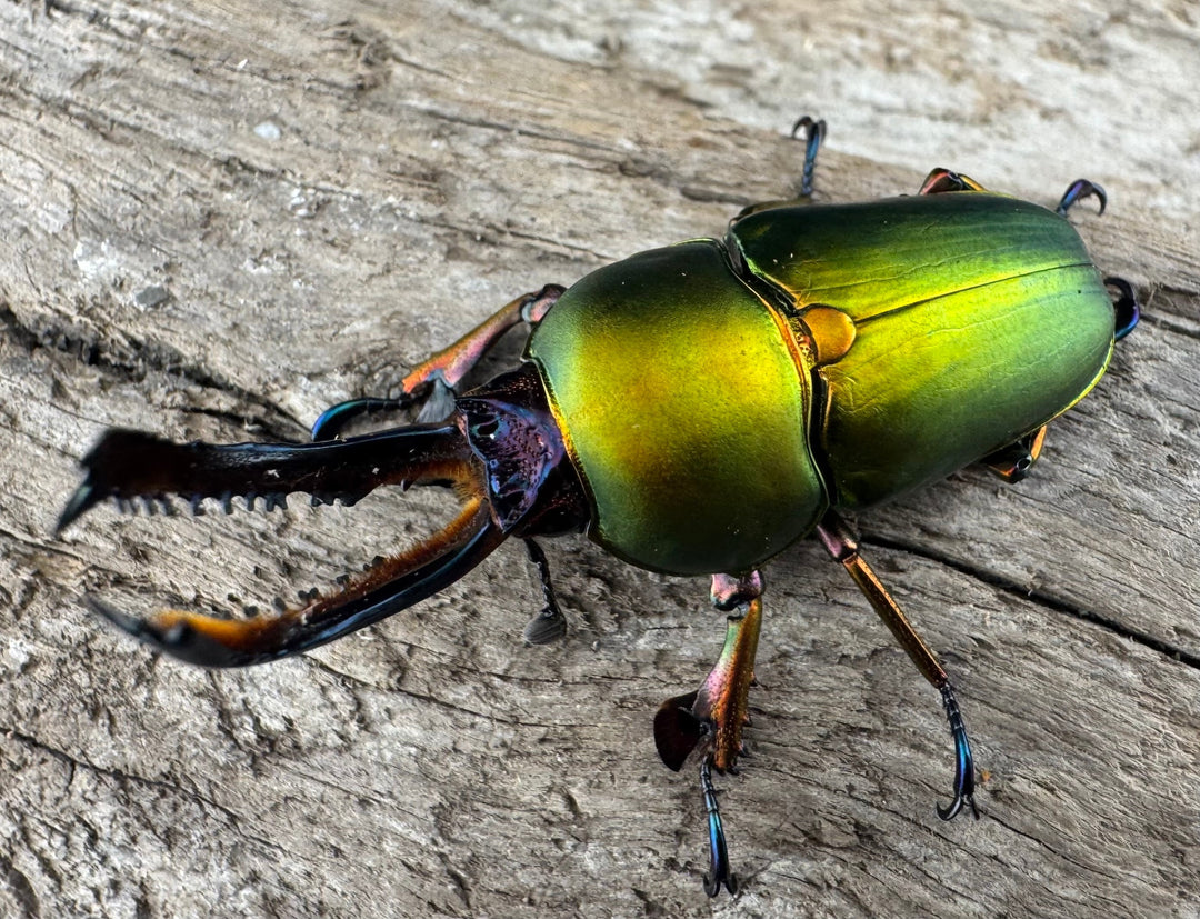 【WD】《パプアキンイロクワガタ アルファック産 41mm ペア》