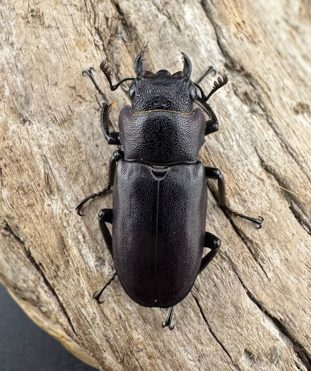 【美麗】《メタリフェルホソアカ亜種finae 77mm ペア》わたくわ氏ブリード個体