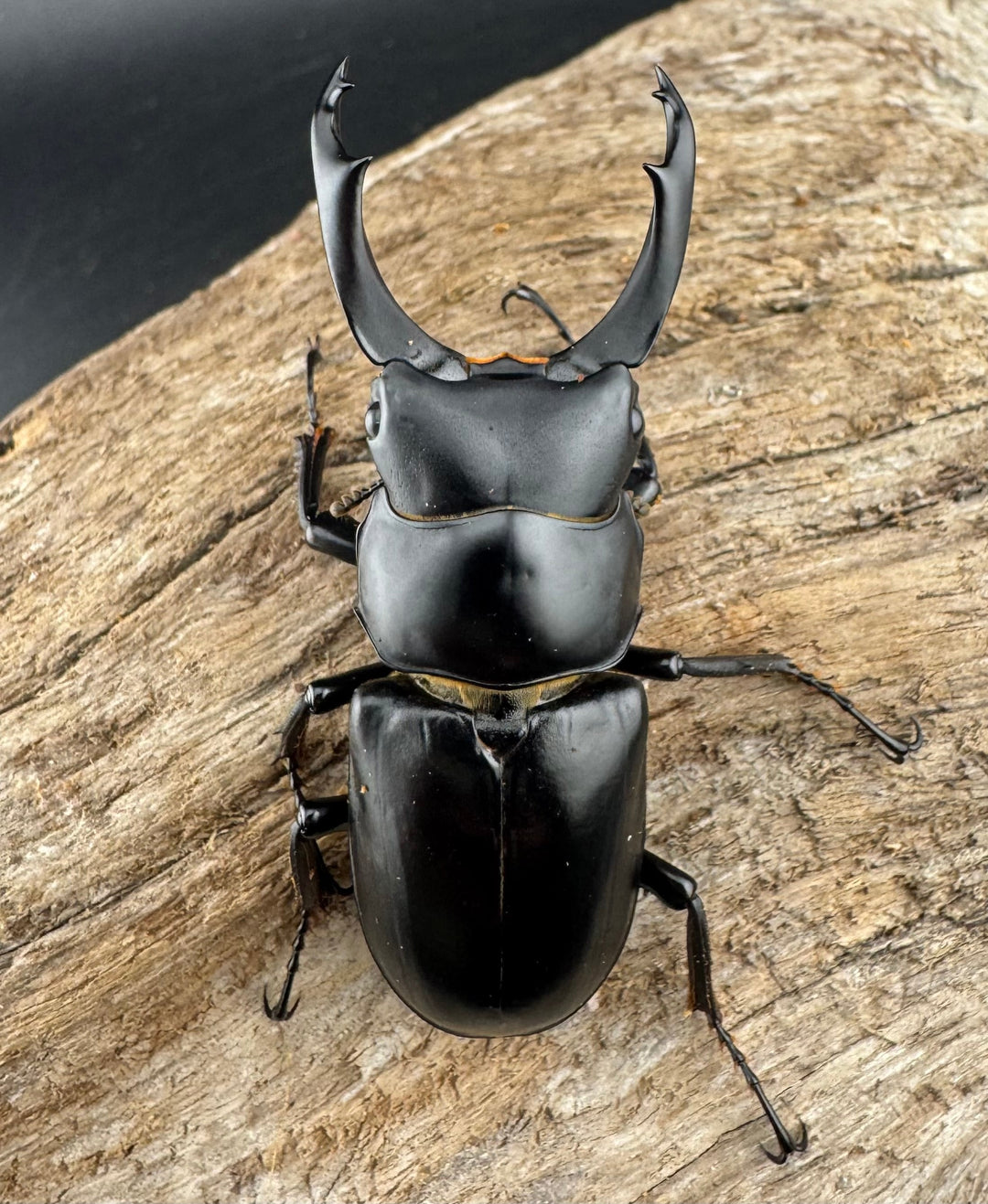 【WD】《ブラナウンコクワ  維西リス族産 58mm ペア》