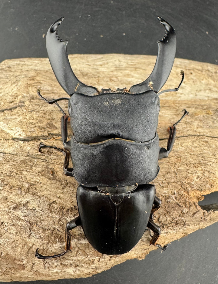 【WD】《西ペレンヒラタ（スラウェシオオヒラタ） 88mm ペア》