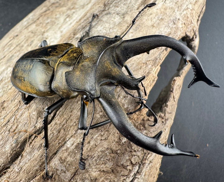 【WD】《チベットミヤマ亜種singularis 67.5mm ペア》