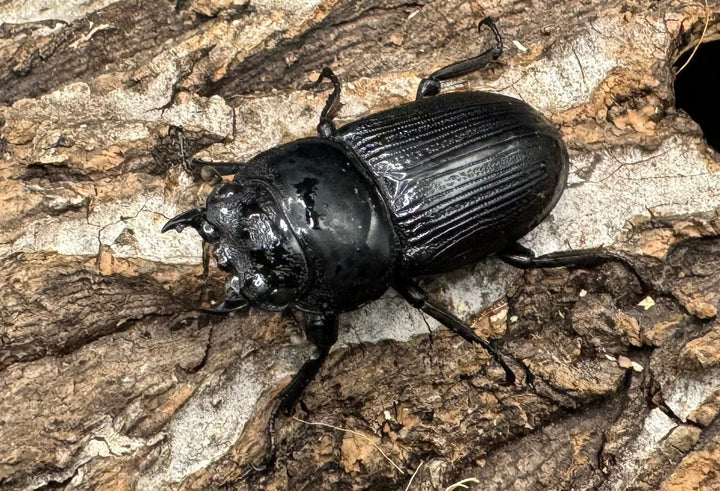 【WD】《クルビデンスオオクワ 雲南省産 61mm ペア》