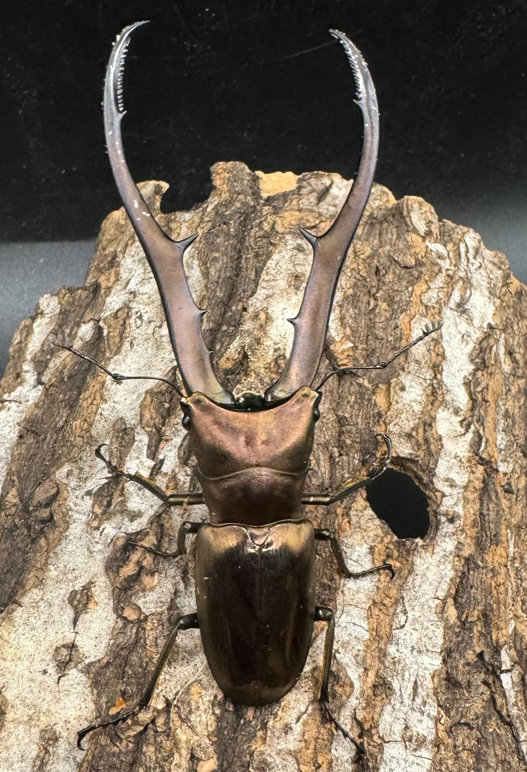 【WD】《メタリフェルホソアカ 83mm ペア》