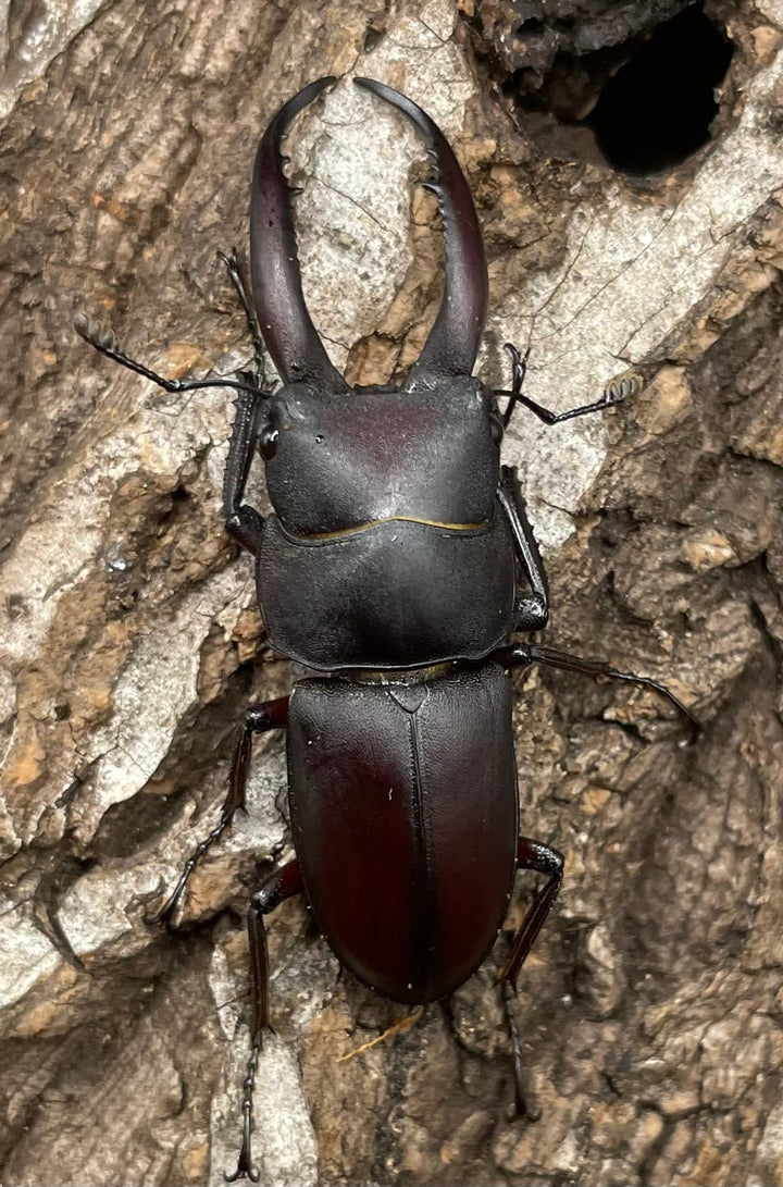 【WD】《グラキリスノコギリヒラタクワガタ 41mm ペア》