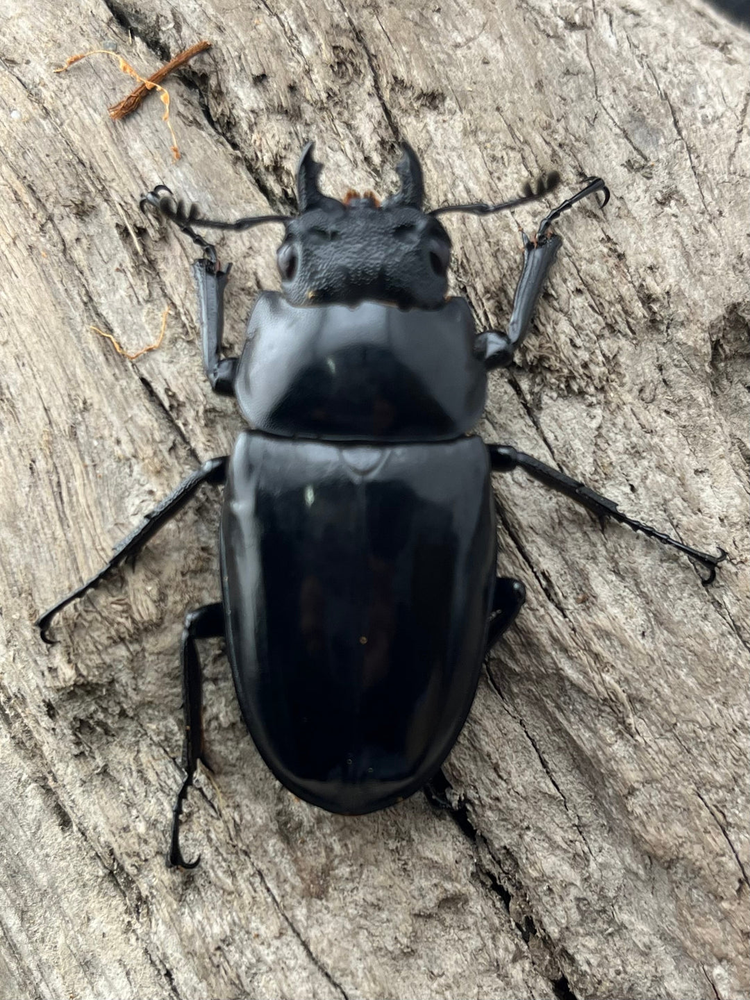 【WD】《 ギラファノコギリ亜種ボロブドゥール 92.5mm ペア》