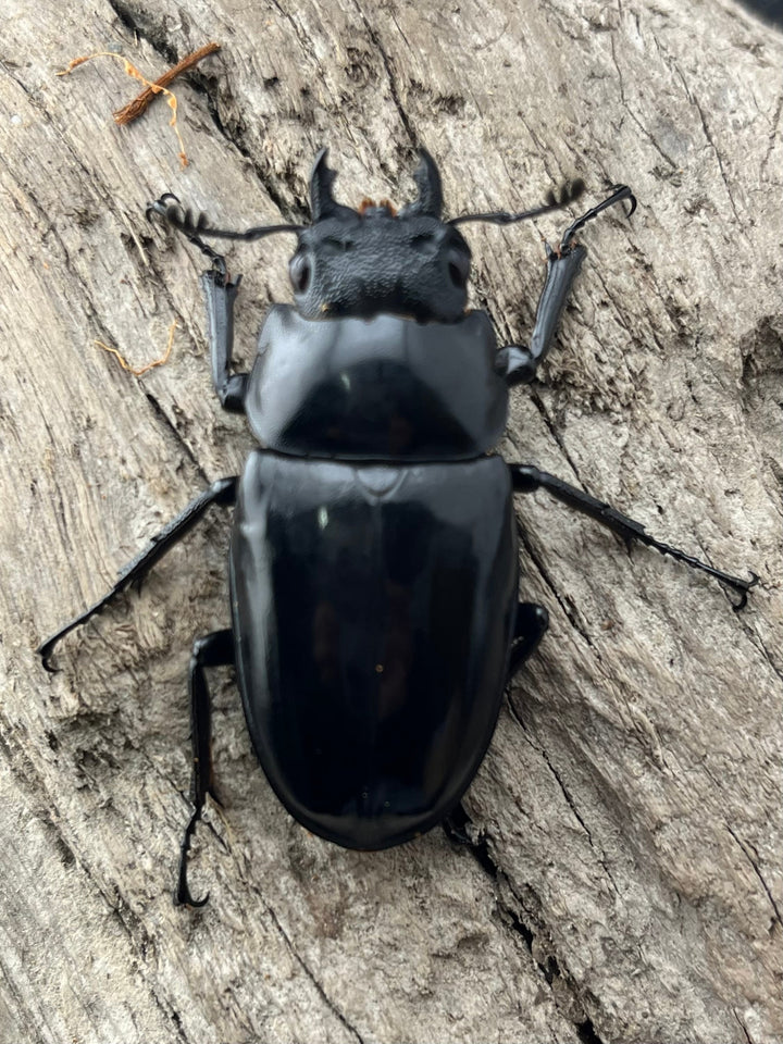 【WD】《 ギラファノコギリ亜種ボロブドゥール 92.5mm ペア》