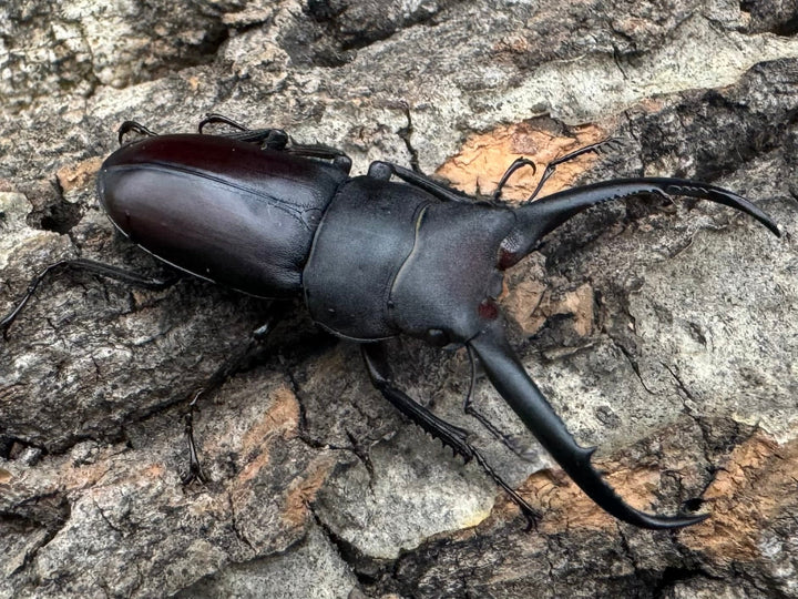 【WD】《グラキリスノコギリヒラタクワガタ 40mm ペア》