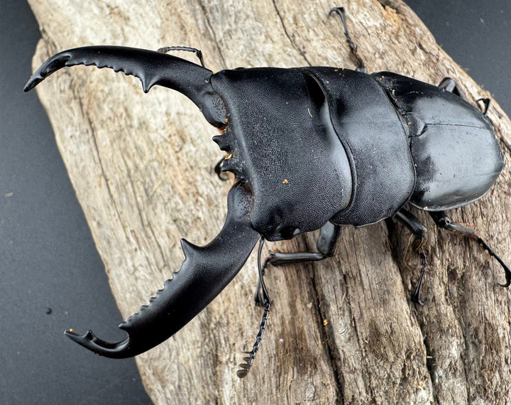 【WD】《ミンダナオヒラタ マラグサン産 81.5mm ペア》