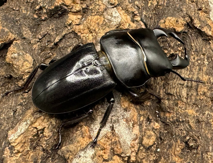 【WD】《ドルクス メンシウス 39mm ペア》