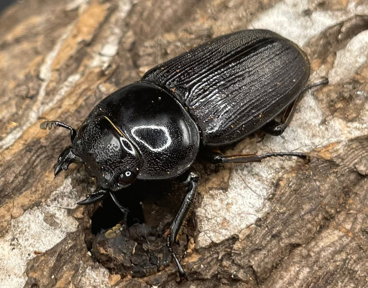 【WD】《ミンダナオパリーオオクワ ♀単》