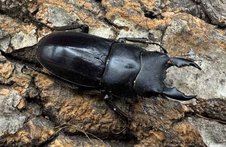 【WD】短歯《ブッダノコギリ ミンダナオ島産 34.5mm ペア》