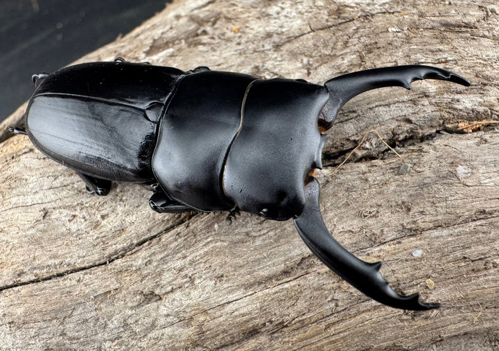 【WD】《ドルクス ティティウス チベット産 49mm ペア》