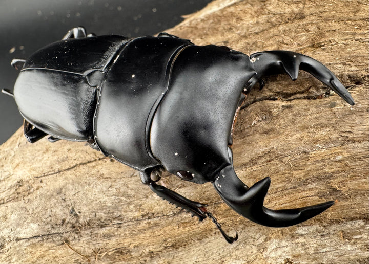 【WD】《グランディスオオクワ原名亜種 70mm ペア》