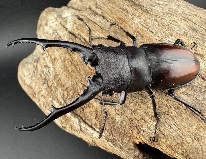 【WD】《ツカモトフタマタ 78mm ペア》