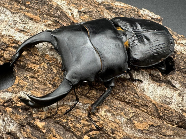 《オオクワガタ TT川西血統 86mm B品ペア》ヒート氏ブリード個体