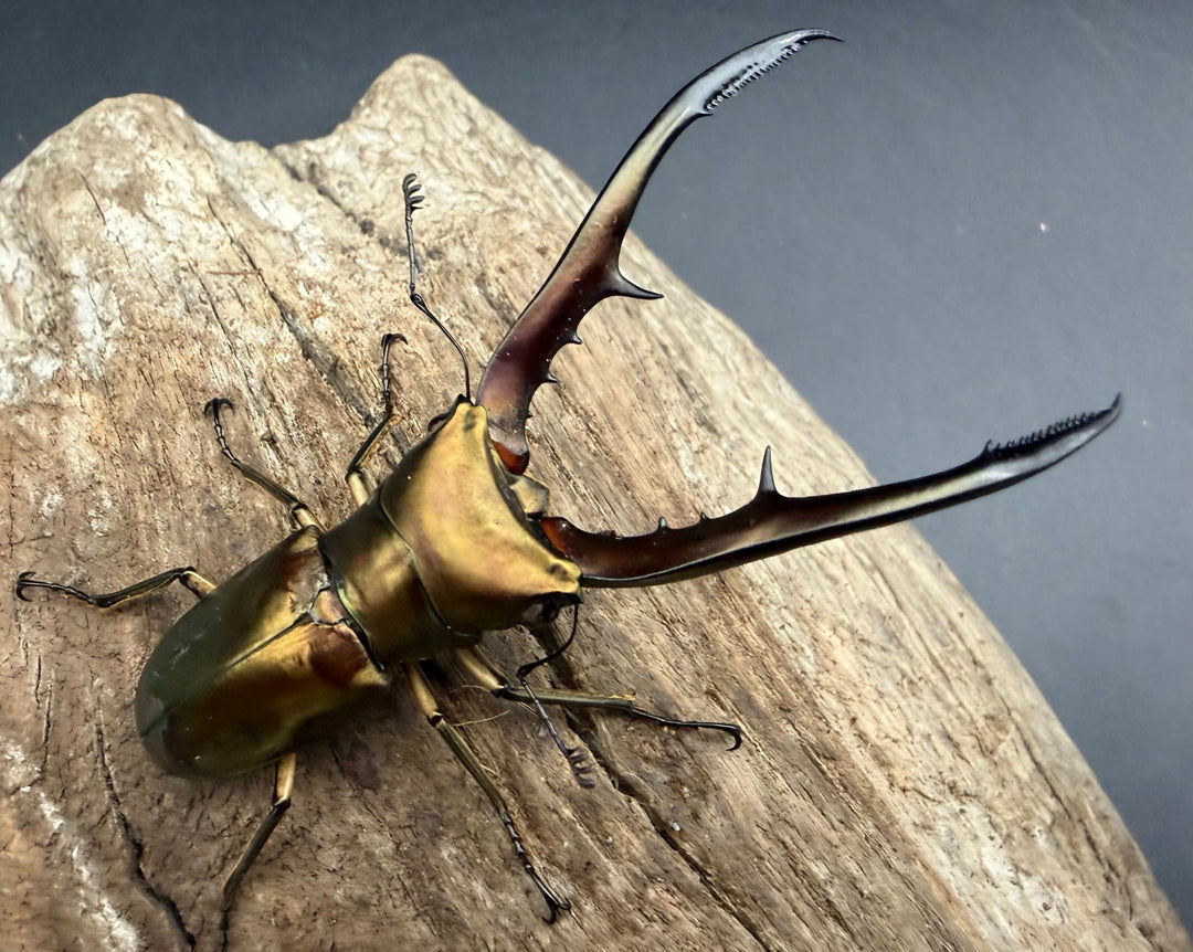 《メタリフェルホソアカ亜種サンギレンシス 70.5mm ペア》