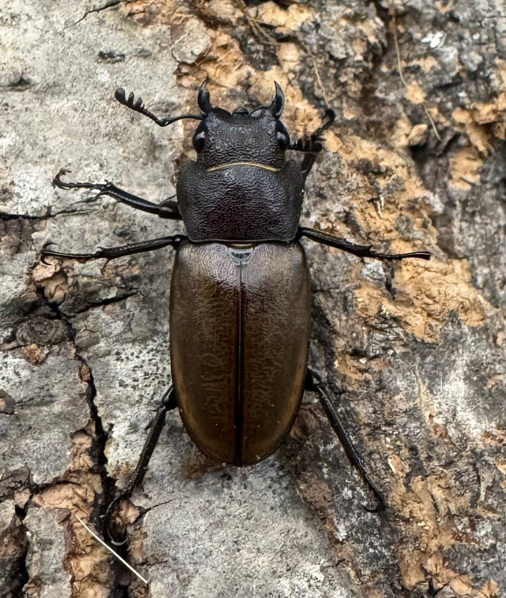 【WD】《モンタネルスホソアカクワガタ 63mm ペア》