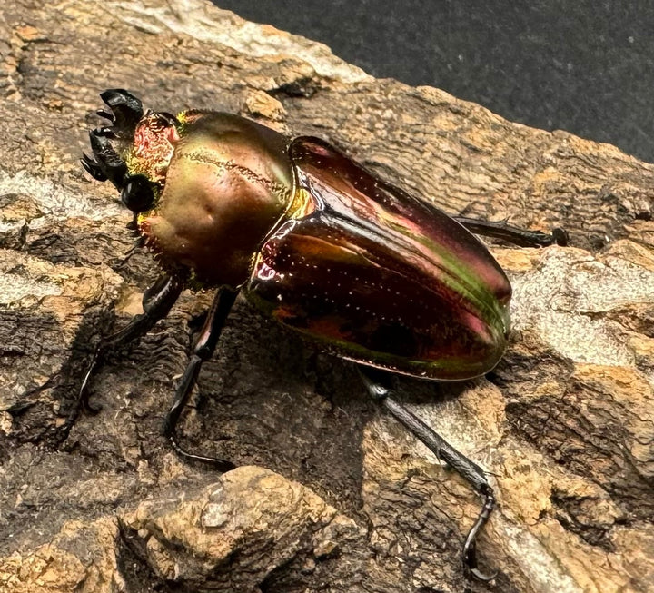 《ニジイロクワガタ 52mm ペア》