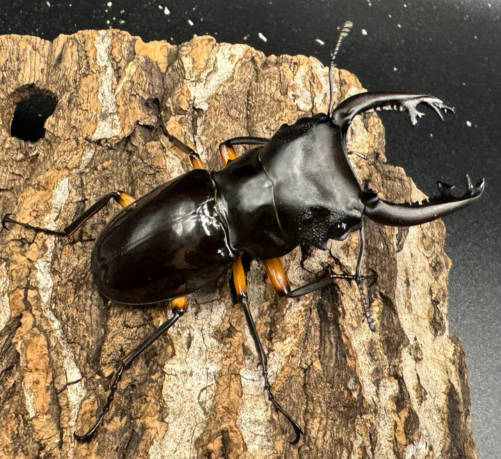 【WD】《インペリアリスツヤ亜種komorii 65mm ペア》