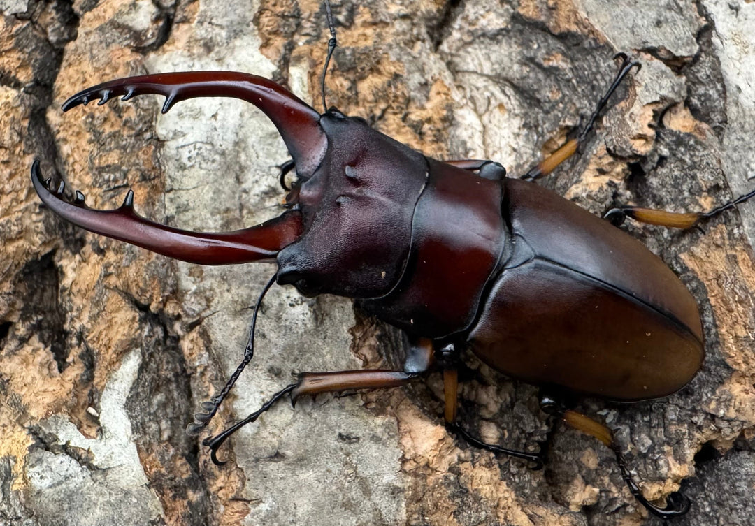 【WD】《アスタコイデスノコギリ ベンクール産 62.5mm ペア》