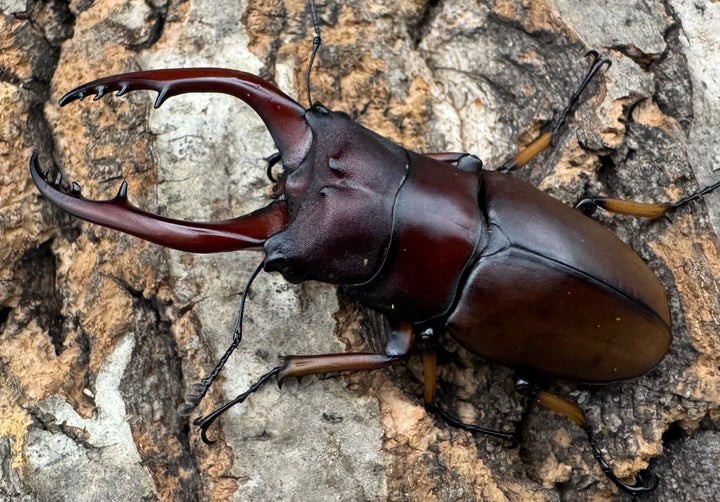 【WD】《アスタコイデスノコギリ ベンクール産 62.5mm ペア》